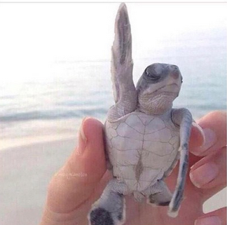 Demotivateur tweet picture