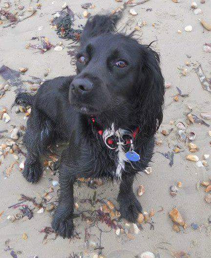 FindFernwithme's tweet photo. 27 days to get Fern home before we hit our 2 year anniversary. Ready to go to war...#findfern army please RT. http://t.co/Qm2ud2aeXb