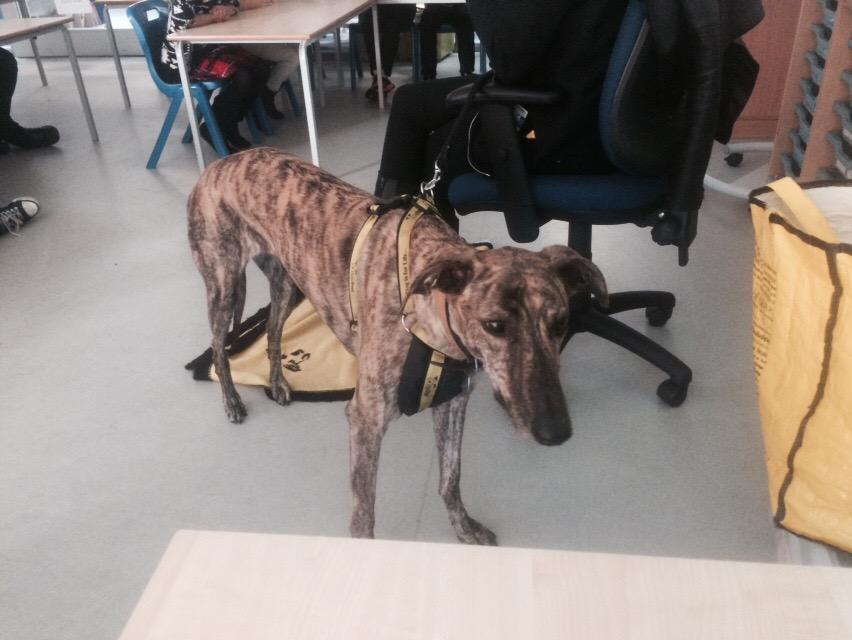DersPrimSMSC's tweet photo. All classes have enjoyed a visit from the beautiful fudge this week from @DogsTrust @DT_Educ learning to be dog smart http://t.co/yXjPBubVIy