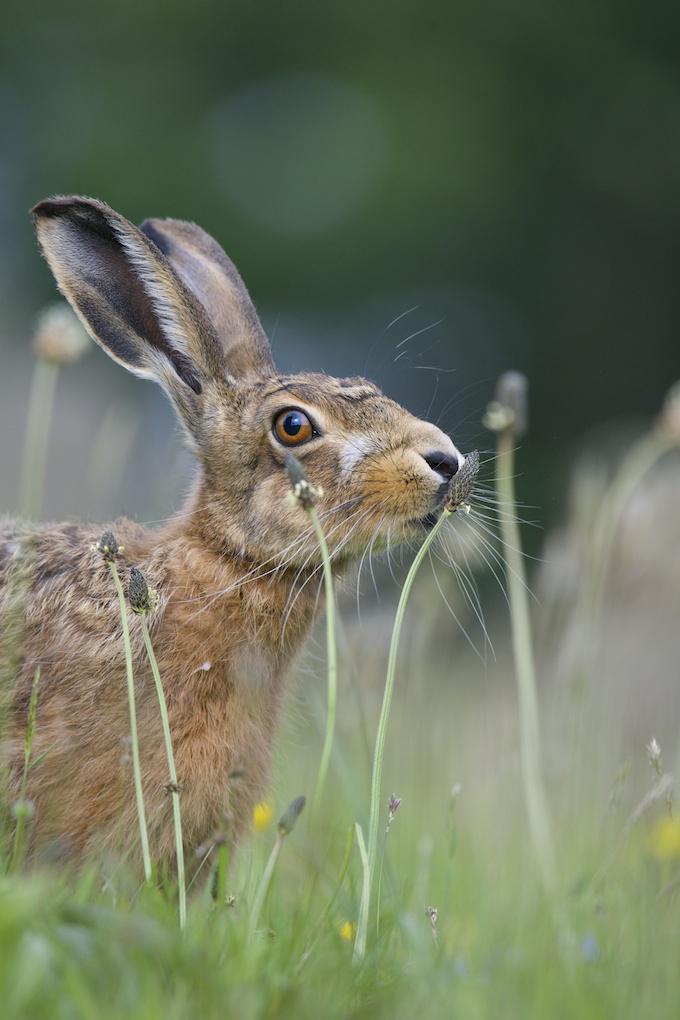 It is a fantastic time of year to see brown hares. Spot them at Woodside Farm this Easter. Photo, Richard Bowler
