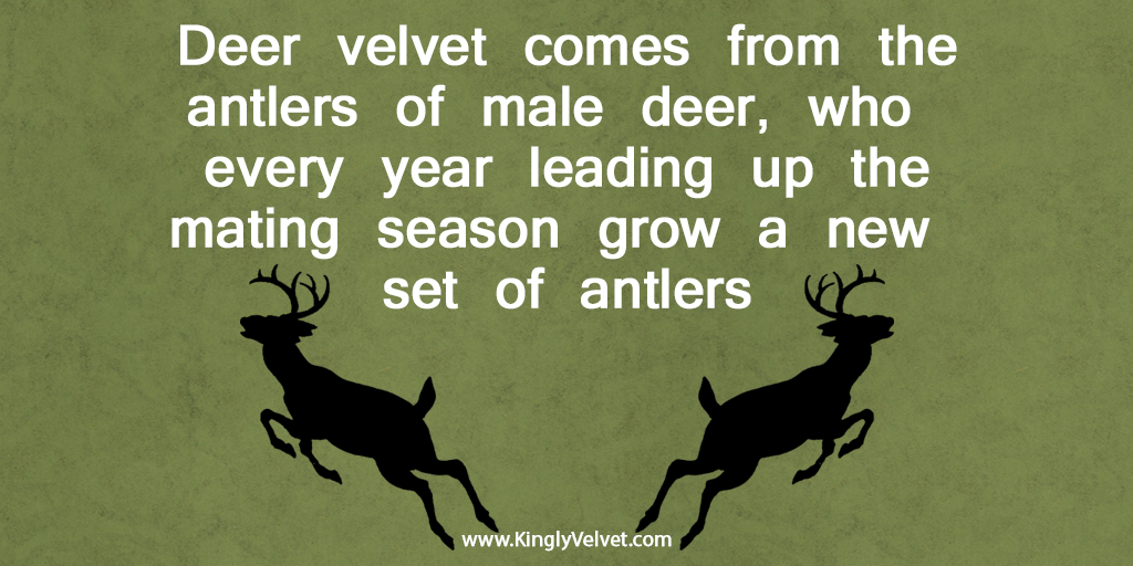 Kingly Velvet tweet media