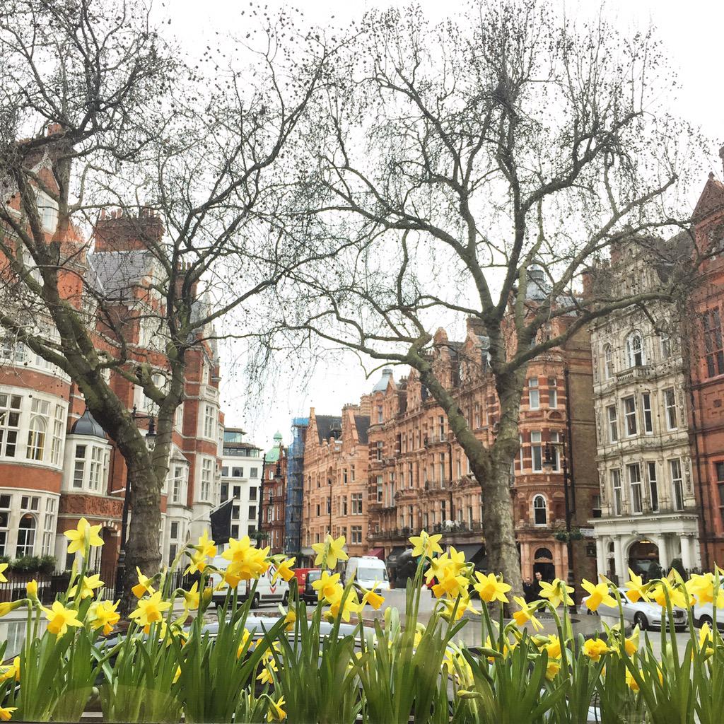 Sunshine yellow daffodils displayed outside the Connaught to brighten up this grey morning. #springtime #mayfairlife