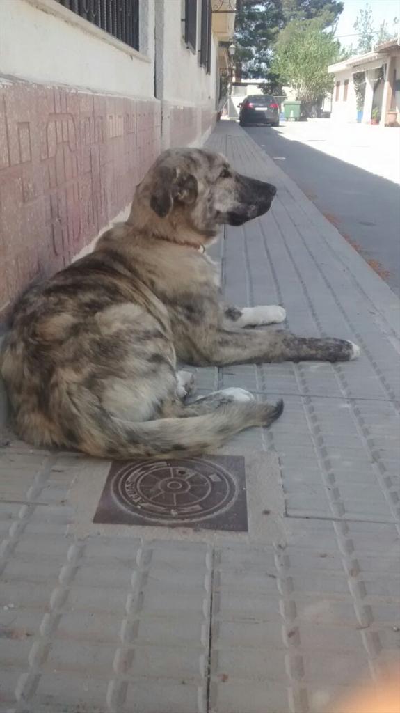 Ampapaparopo's tweet photo. Unas niñas de los scouts se han encontrado esta cachorro de mastin abandonado. Busca familia urgentemente. RT! http://t.co/sI3NbI2R69