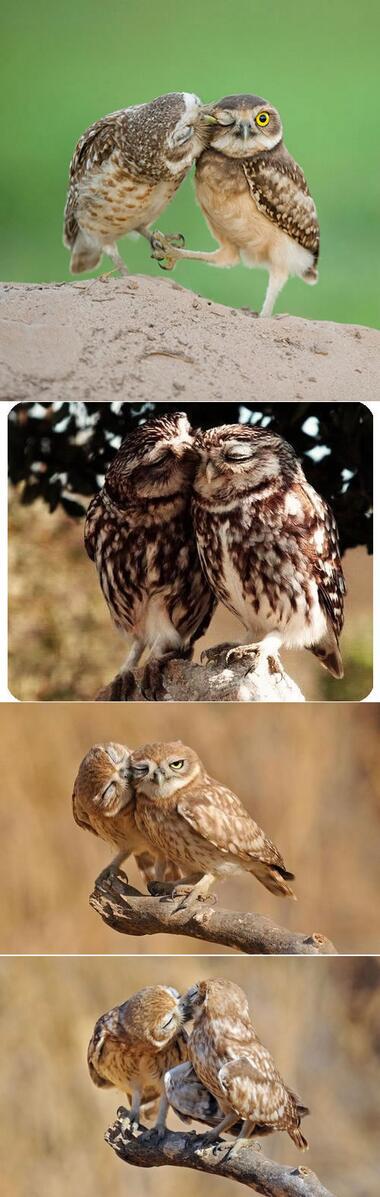 COMMONLAWBODY's tweet image. フクロウたちのキス