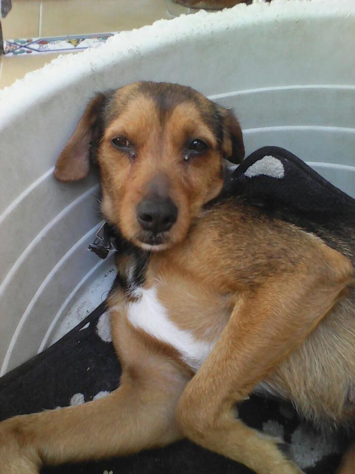 LASAnimal's tweet photo. https://t.co/UkVWY8PWyh #KATY x teckel, SE ESCAPABA DEL PATIO DONDE ESTABA!! AHORA VIVE EN LA NAVE!! URGENTE ACOGIDA http://t.co/wqRSVPcSLl