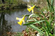 The daffodils at Lea Wood are at their best now &amp; you will see the first bluebells! Pics, Jim Higham &amp; Peter Smith
