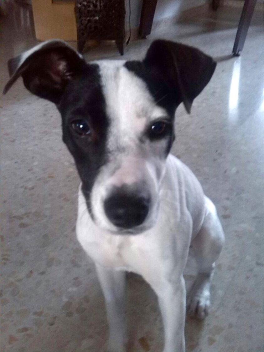 LASAnimal's tweet photo. https://t.co/5ga2wxrHtz #LULA 1 año, DE UNA ANCIANA Q LA QUERÍA LLEVAR A LA PERRERA!! Está acogida sólo por unos días http://t.co/gSFjKqqDM9