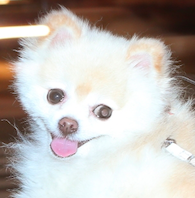 軟式globe の過去と現在 Koikeとパークマンサーは今なにをしているのか マジでカルチャー