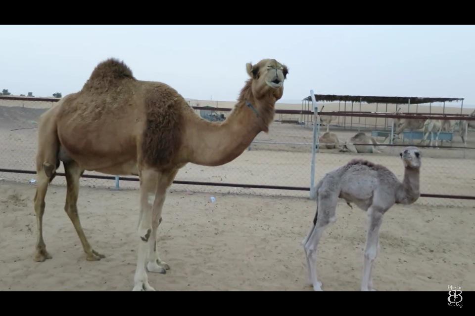 untoucha_belle's tweet photo. @BrookAndBailey @KamriNoel you guys are so beautiful 😭😍👌 this baby camel made me laugh so hard! 😂😂 @CuteGirlHair http://t.co/Gq4Lvwrrd6