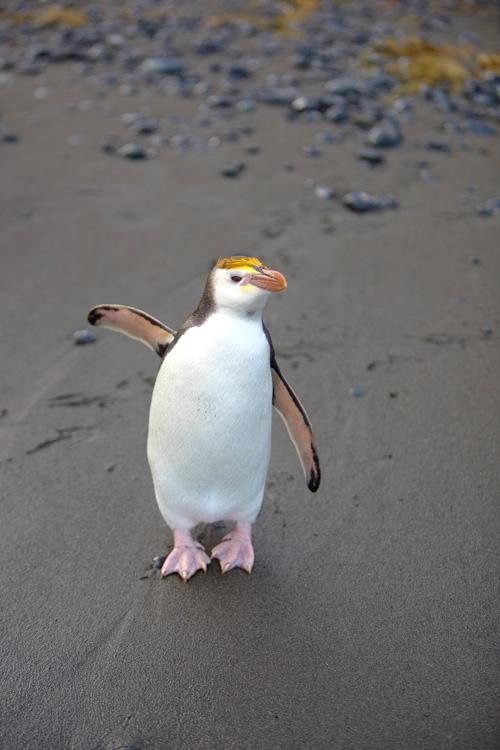 PenguinUKBooks tweet picture
