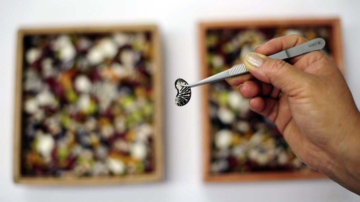BillGates's tweet photo. This bean could help feed millions in the developing world, even as temperatures rise: http://t.co/KPbXQpFupf http://t.co/dmGfXQvuVg