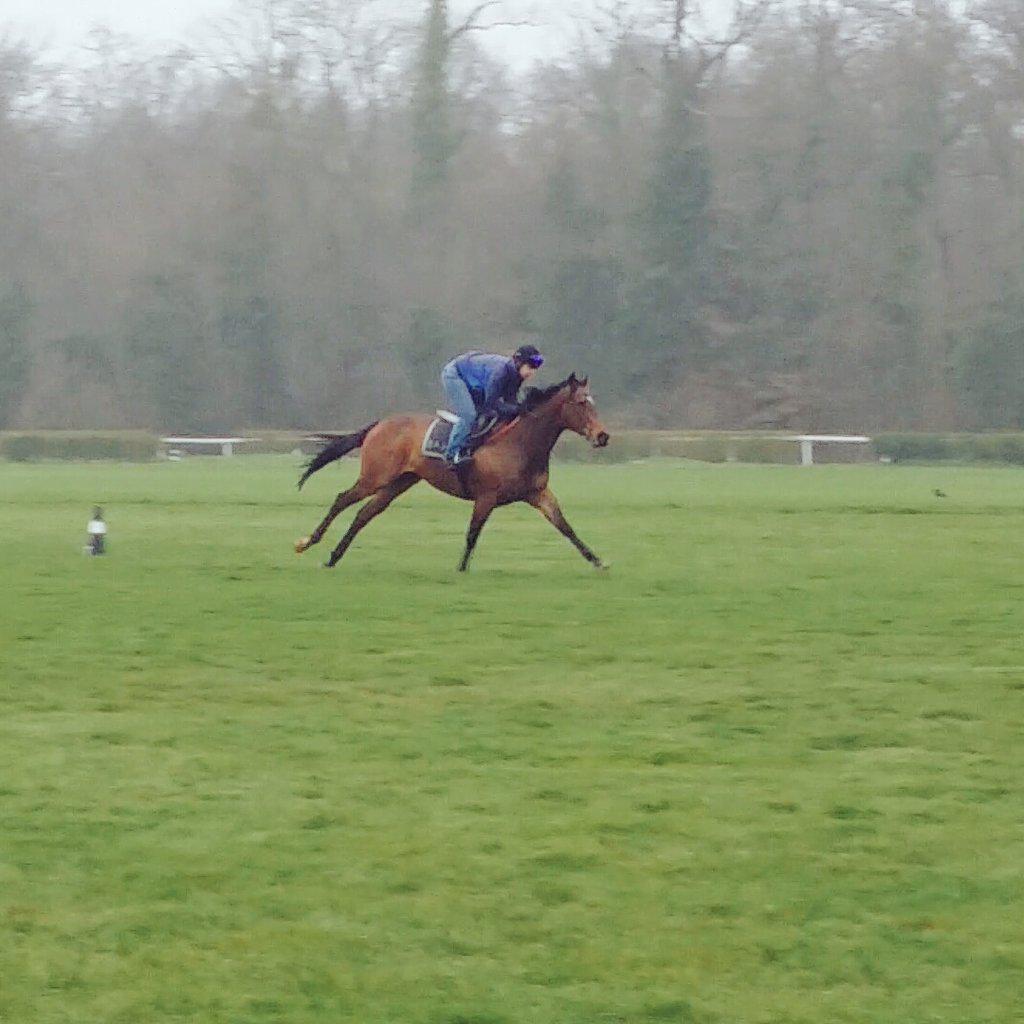 aokweaver's tweet image. Gottingen tuning up on Les Aigles grass this morning before heading to Lion D'Angers on Monday. @BELLECHOSE