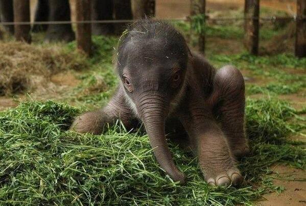 Cryptoaldia's tweet photo. Elefante recién nacido. ¡Bienvenido al Mundo! http://t.co/yz3hSTw6AK
