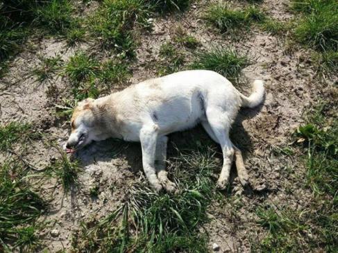 Köpek katili denilen .<a href="/inegolbld/">İnegöl Belediyesi / 1870 🇹🇷</a> başkanı Akepe'li alinur Aktaş beni dava etmiş hakaret var diye, çok korktum yeğen!