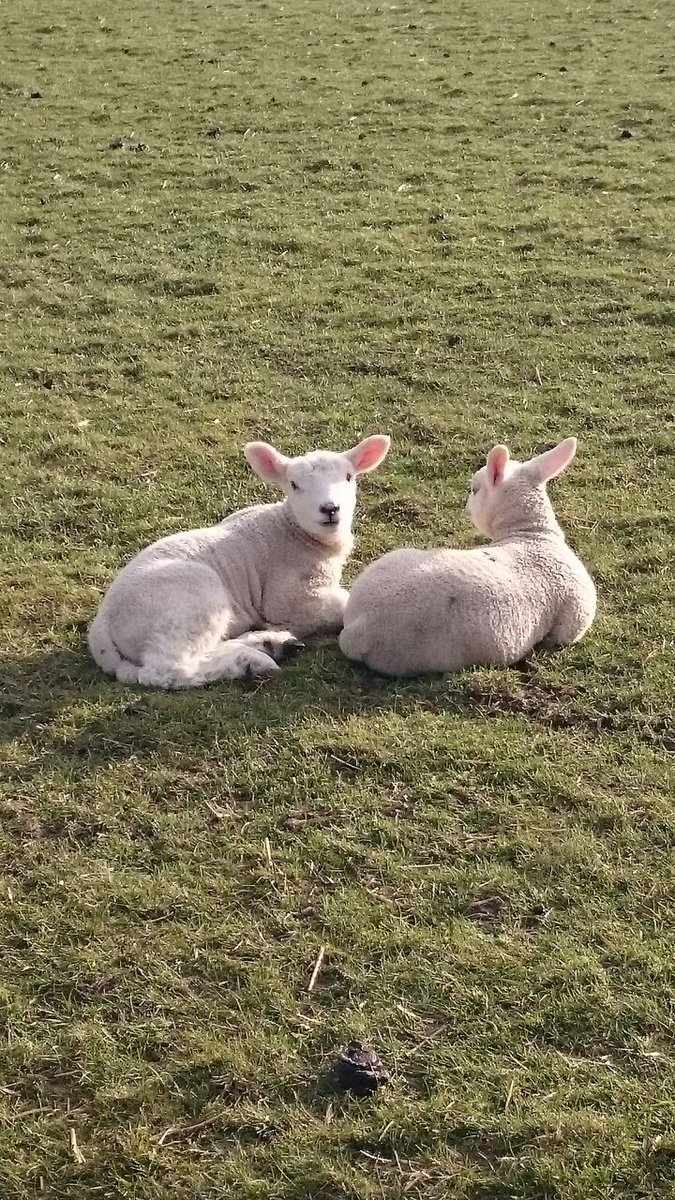 cre8smiles's tweet photo. For your viewing pleasure, some #Lambs.... As photographed by our very own Laura. http://t.co/M5q7SyRFnO