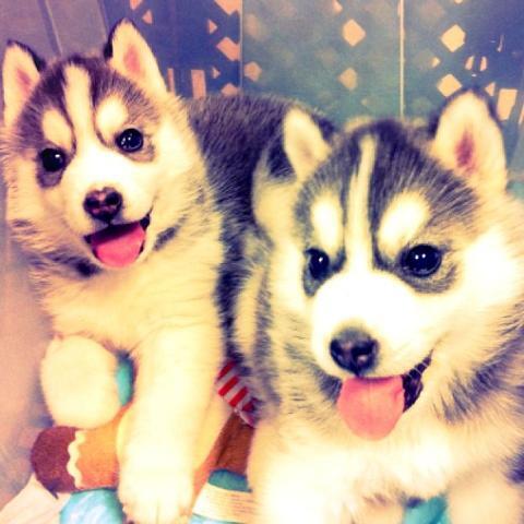 COMMONLAWBODY's tweet image. ハスキーの子犬