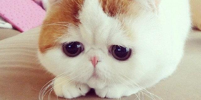 Как называется киса. Экзот Снупи. Экзотический короткошерстный кот Снупи. Кот Снупи котенок. Японская порода кошек Снупи.