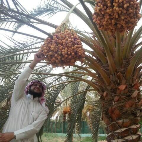 waleedalfarraj tweet picture