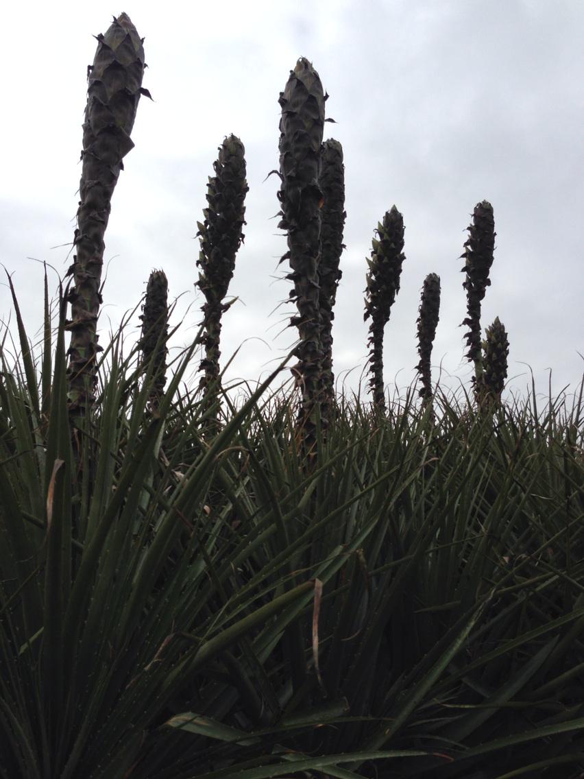 Grey skies but extraordinary #Puya (Chilensis?) flower spikes in #QueenMaryGardens in #Falmouth. #Gyllyngvase.