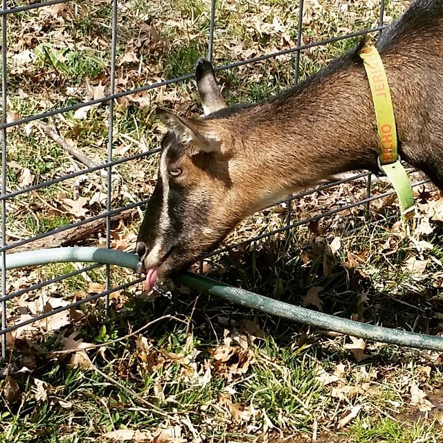 goatmilkstuff's tweet image. Jericho found the leak in the hose and decided she liked it better than her automatic waterer. #sillygoat