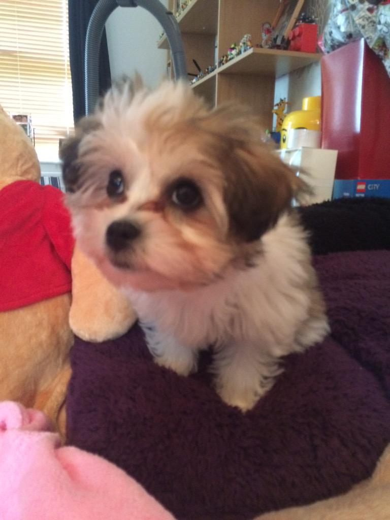 Puhthepuppy's tweet photo. @DallasDixieDogs please can I have some more #itsadogslife #dinnerstop #puppyplay #puppylove #shorkie http://t.co/Wl94GIpsaU