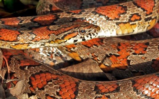 QuickCatch's tweet image. WATCH the most common snakes found in #Jacksonville and what to do if you see one 
quick-catch.com/quick-catch-mo…