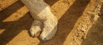 CAMEL TOE !!!! Notre prochaine Pizza éclectique du vendredi !! Sauce cumin, citron confit et braisé de CHAMEAU! Love