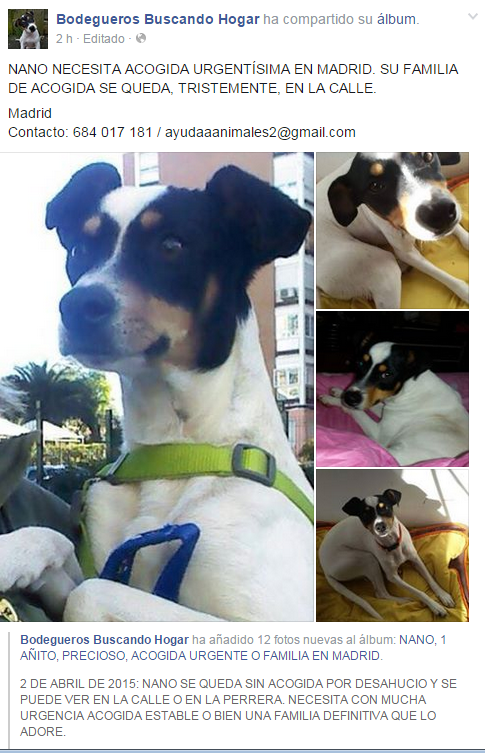 ayudaaanimales2's tweet image. necesito df urgente se me queda en la calle por desahucio de su casa de acogida! MADRID! @s0ymia  @Wismichu