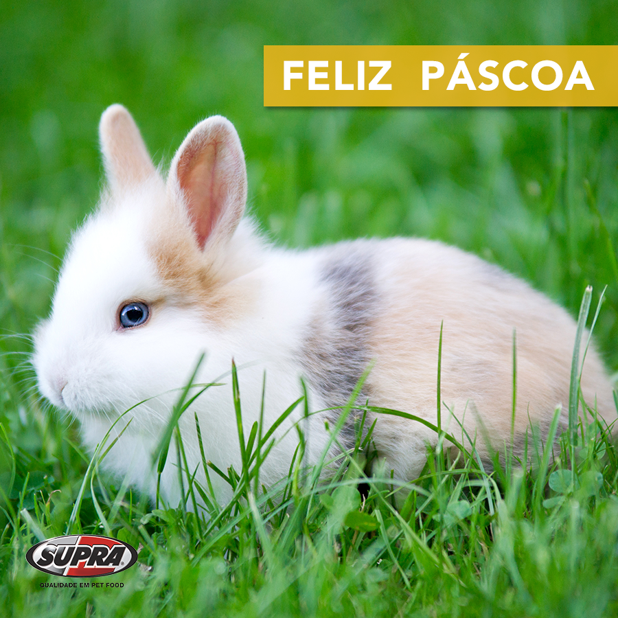 suprapets's tweet photo. Nosso coelhinho tem uma coisa para dizer pra vocês hoje: http://t.co/5l7yVdQCUV