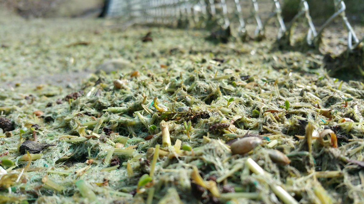 escabc's tweet photo. Long term erosion control... Germination can start in less than 1 week, in 2 weeks you can achieve 75% control. http://t.co/b27rZDmXDk