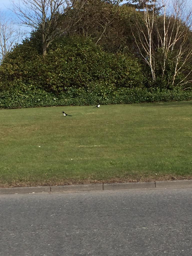 CramlingtonPics's tweet photo. Two for Joy #cramlington http://t.co/qQPb4BprQ6