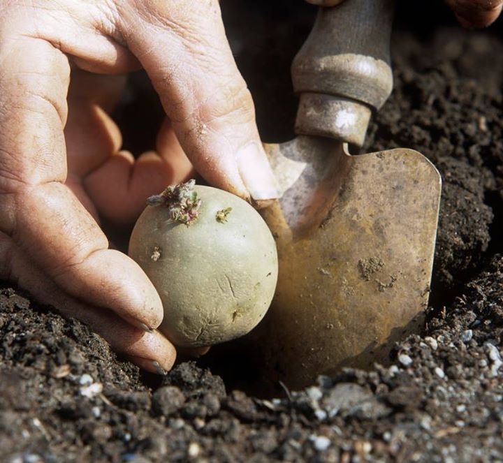 The_RHS's tweet photo. #FledglingFriday Good Friday traditionally means potato planting day! See our advice at https://t.co/hG8MQh08yQ http://t.co/s56tZrPjTb