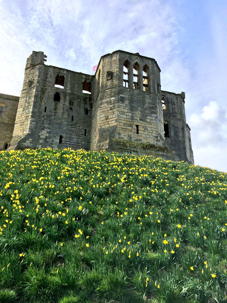 The #daffodil at Warkworth #Castle in #Northumberland @WarkworthNLand @amblenorthland <a href="/EnglishHeritage/">English Heritage</a> #photography