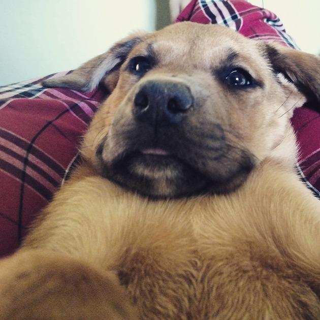 dylan96dj's tweet photo. Why do I get that feeling this is @rickygervais 's dog. http://t.co/MW5s81xs9t