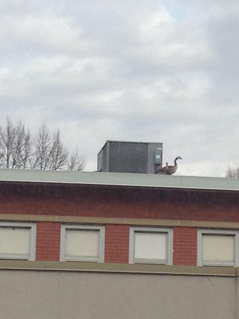 SpottedLaurier's tweet photo. He's the hero Laurier deserves, but not the one it needs right now #batgoose http://t.co/qfvtSaY96Z