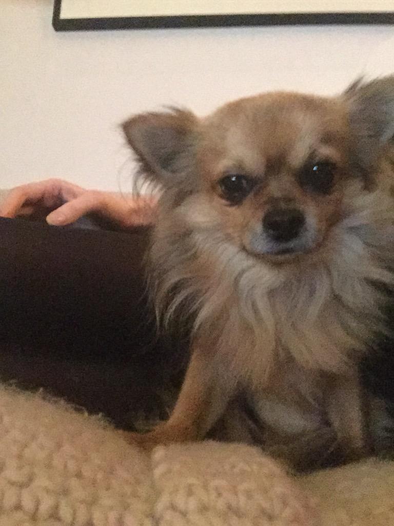 Our dog Biggie has gone missing. Around the Victoria park area East London. He's a small Chihuahua. Please all LOOK!