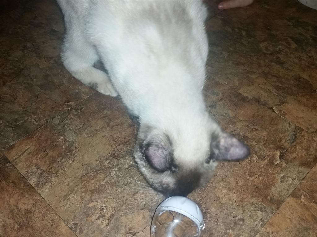 jaimestroud's tweet image. I received this #cattoy free from @Influenster and my cats love it!! #CatVsMouse @TemptationsCats