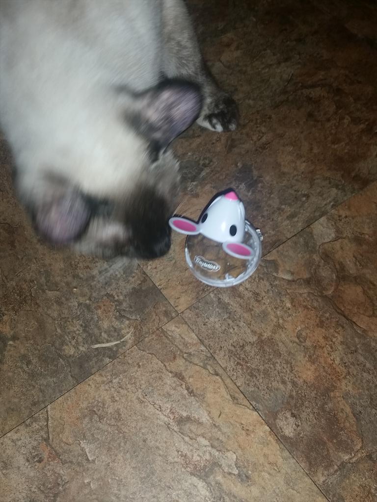 jaimestroud's tweet image. I received this #cattoy free from @Influenster and my cats love it!! #CatVsMouse @TemptationsCats