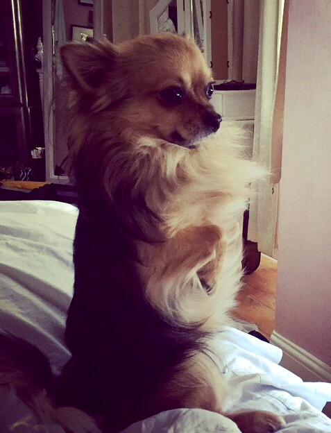 Anyone in Victoria Park area of London please keep an eye out for Biggie, he's lost! 😥 <a href="/Georgecraigono/">ً</a> <a href="/DianaVickers/">Diana Vickers</a>
