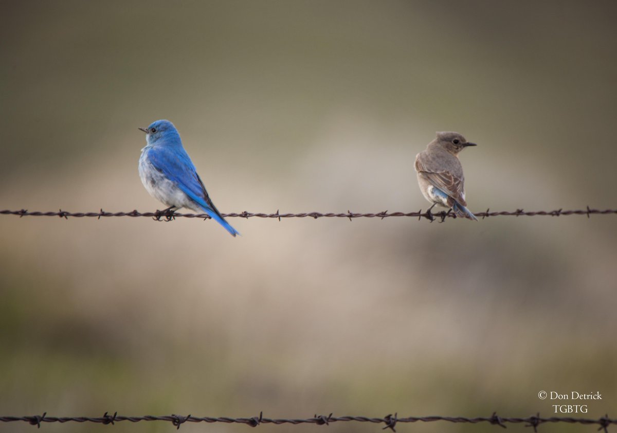 dondetrick's tweet photo. #BickletonWA called #bluebirdcapitaloftheworld pair of #mountainbluebirds on barbed wire fence #birders #birding http://t.co/jYVnYhMzgC