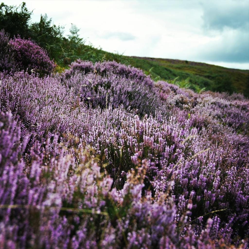 TurismoLett's tweet photo. #CimeTempestose e la selvaggia brughiera dello Yorkshire #ScelgoUnClassico #turismoletterario http://t.co/Skek2SEt7K