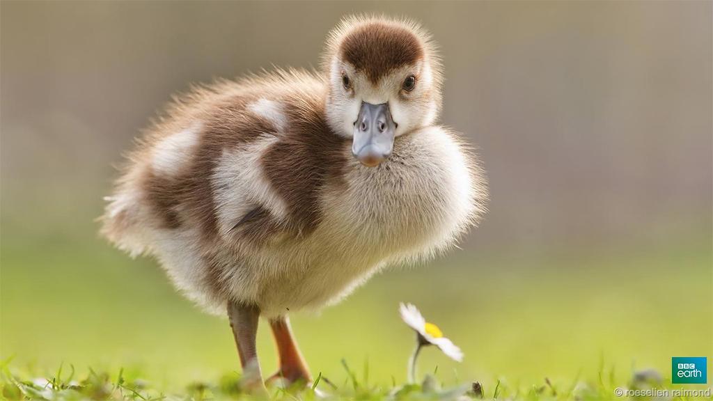 BBCEarth's tweet photo. 10 of the world’s cutest chicks http://t.co/bZbqCTCfgS http://t.co/bvLgZpwNfr