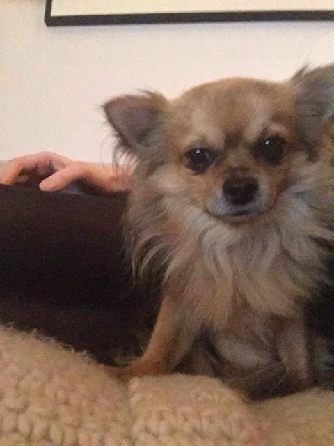 My dear friend <a href="/Georgecraigono/">ً</a> 's dog has gone missing in London's Victoria Park area. Please keep your eyes peeled x