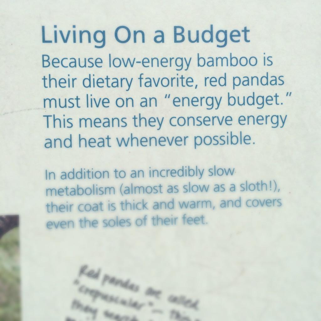 austincarrmusic's tweet photo. I think I might be a red panda
#notlazy #energyconserver http://t.co/kk18h1DV5O