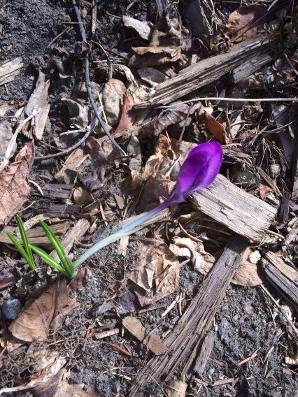 livingbetter2_'s tweet photo. My friend Kate's garden. Spring is finally here!!! #springtimeincalgary #happy http://t.co/esy0lYeygE