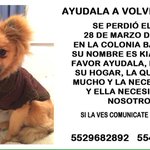 Photo by Perros Perdidos DF (@PerrosPerdidoDF)
