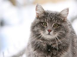 sonya8954's tweet photo. Мои слабости http://t.co/sV8gX6aUvO