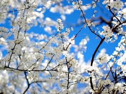 sonya8954's tweet photo. Красата http://t.co/bjMkXjfkUA