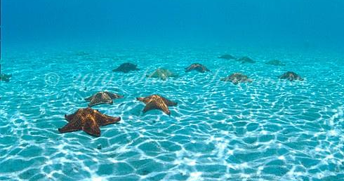 ZorpidisCA's tweet photo. Pincushion sea stars Leinster Bay, St John http://t.co/xuM9p9KjrG