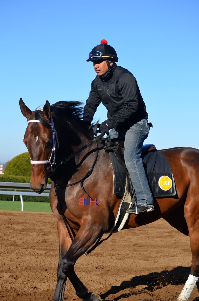 Tough Customer, who finished 4th in last year's Breeders' Futurity, is back in town with <a href="/RacingCatalano/">Catalano Racing</a>